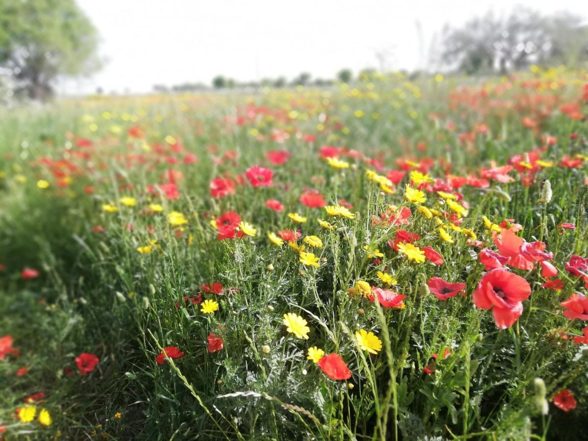 Agriturismo Fondo Paliemmu 莫迪卡 外观 照片